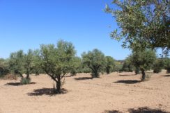 AGR1867 07 land